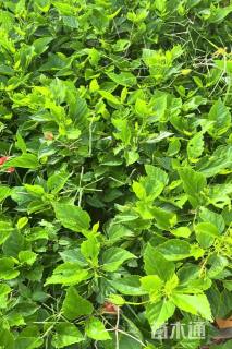 高度20厘米扶桑