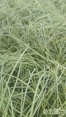 高度25厘米金叶苔草