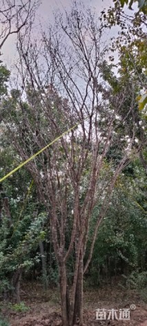 高度680厘米丛生茶条槭