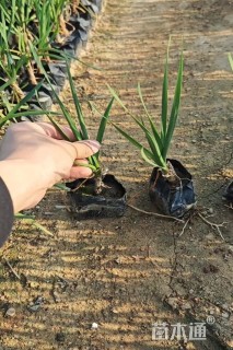 高度30厘米紫娇花