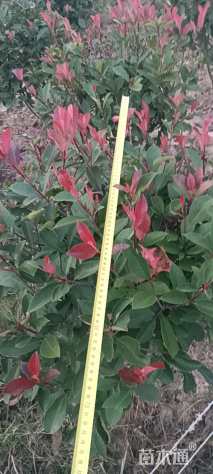 0.5公分红叶石楠