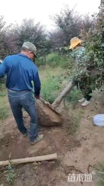 高度250厘米红叶榆叶梅