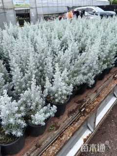 高度30厘米地肤