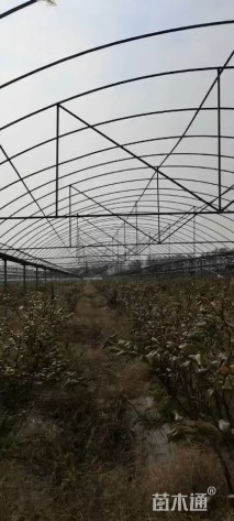 高度40厘米蓝莓小苗