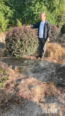 冠幅100厘米红花继木球