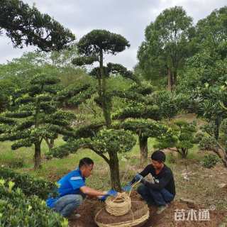 容器苗造型罗汉松