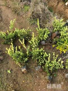 高度30厘米金森女贞