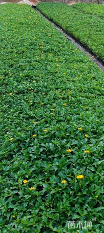 高度20厘米蟛蜞菊