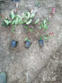 0.5公分红叶石楠