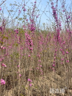 高度220厘米丛生紫荆