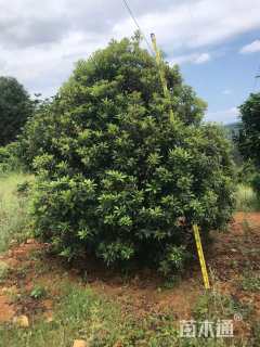 冠幅300厘米杨梅球