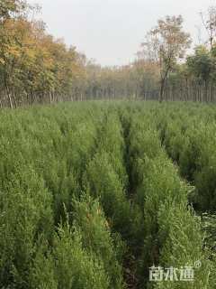 高度200厘米塔柏