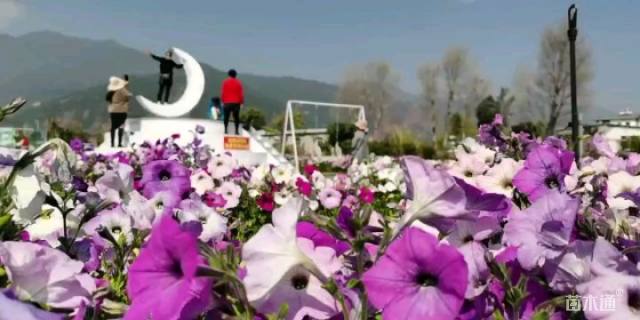 花菱草种子花菱草种子