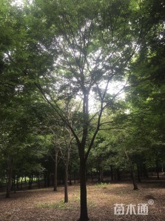 16公分榉树