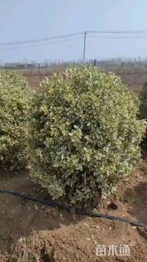 冠幅150厘米金边黄杨球