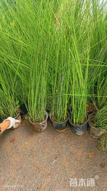 高度50厘米木贼