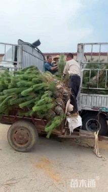 高度120厘米油松