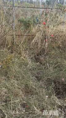 高度200厘米月季