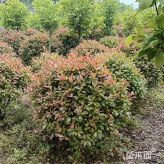 冠幅280厘米红叶石楠球