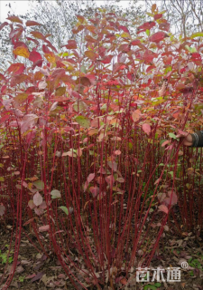 高度70厘米红瑞木