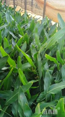 高度30厘米鹤望兰