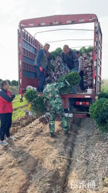 冠幅150厘米卫矛球