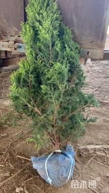 高度150厘米塔柏