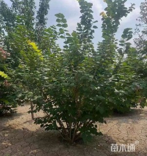 高度250厘米丛生紫荆