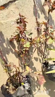 高度45厘米月季