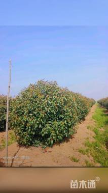 高度300厘米丛生红叶石楠