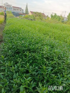 高度35厘米小叶栀子