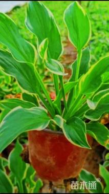 高度15厘米花叶玉簪