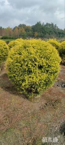 冠幅80厘米千层金球