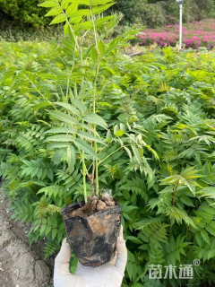 高度35厘米珍珠梅