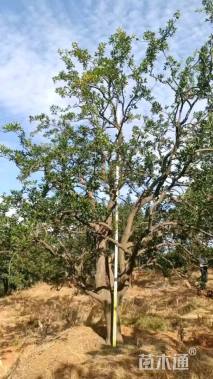 40公分(2杆)丛生香橼