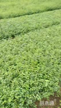 高度30厘米小叶女贞