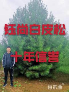 300厘米白皮松