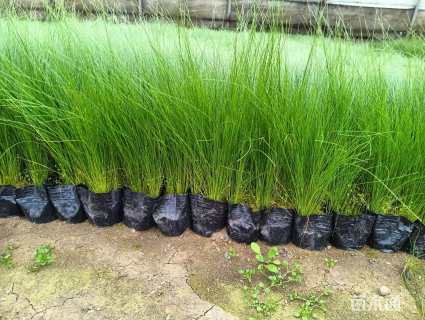 高度20厘米细茎针茅