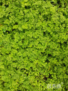 高度30厘米水芹