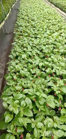 0.2公分台农一号