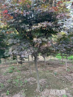 7公分日本红枫