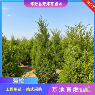 高度170厘米蜀桧