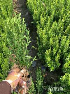 高度35厘米瓜子黄杨