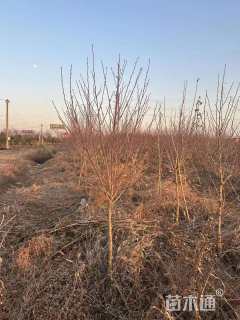 高度180厘米木槿