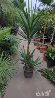 高度120厘米丝兰