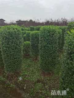 高度190厘米金禾女贞