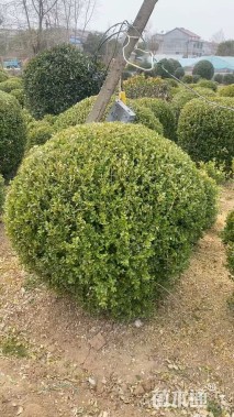 冠幅150厘米瓜子黄杨球