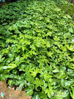 高度25厘米八角金盘