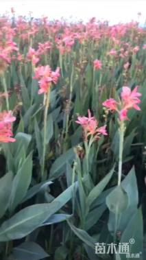 高度150厘米美人蕉