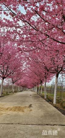 13公分红粉佳人樱花